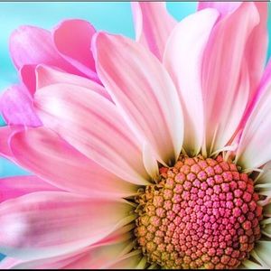 Meet your Posher, Justine